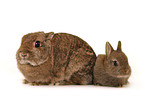 dwarf lop-eared bunny