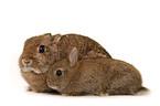 dwarf lop-eared bunny