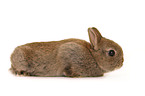 dwarf lop-eared bunny