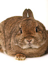 dwarf lop-eared bunny