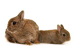 dwarf lop-eared bunny