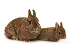 dwarf lop-eared bunny