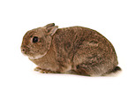 dwarf lop-eared bunny