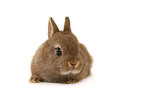 dwarf lop-eared bunny