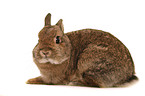 dwarf lop-eared bunny