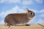 Netherland dwarf