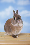 Netherland dwarf