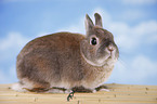 Netherland dwarf