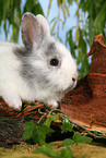 young rabbit