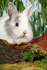 young rabbit