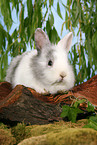 young rabbit