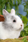 young rabbit