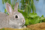 young rabbit