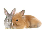 2 young dwarf rabbits