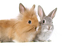 2 young dwarf rabbits