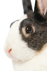 dwarf rabbit