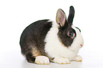 dwarf rabbit