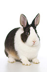 dwarf rabbit