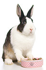 dwarf rabbit