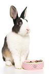 dwarf rabbit