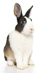 dwarf rabbit