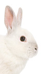 dwarf rabbit