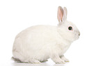 dwarf rabbit