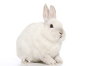 dwarf rabbit