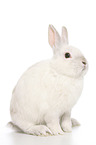 dwarf rabbit