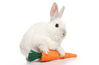 dwarf rabbit