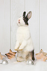 dwarf rabbit