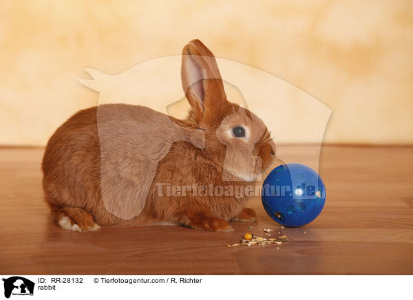 Neuseelnder / rabbit / RR-28132