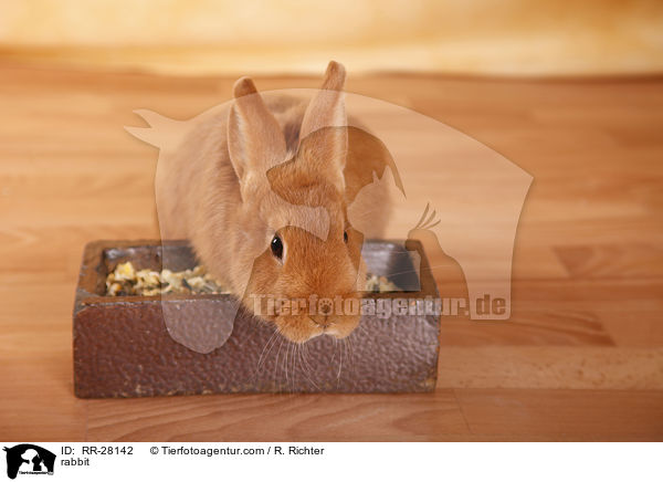 Neuseelnder / rabbit / RR-28142