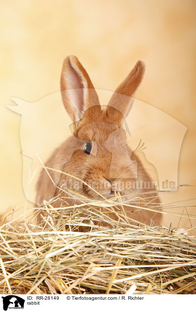 Neuseelnder / rabbit / RR-28149