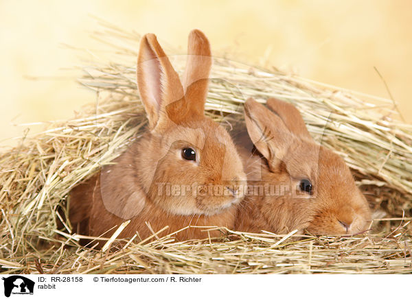 rabbit / RR-28158