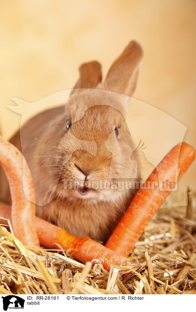 rabbit / RR-28161