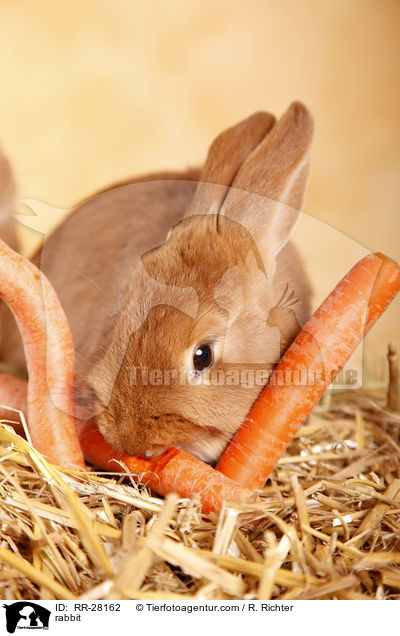Neuseelnder / rabbit / RR-28162