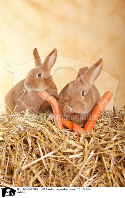 rabbit / RR-28163
