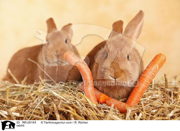 rabbit / RR-28164