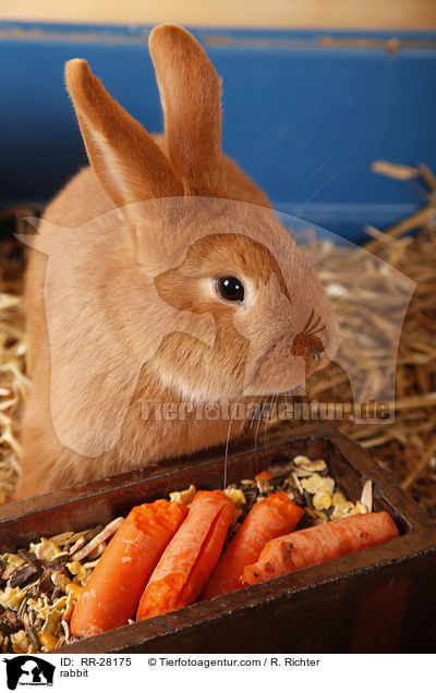 Neuseelnder / rabbit / RR-28175
