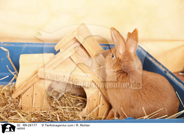Neuseelnder / rabbit / RR-28177