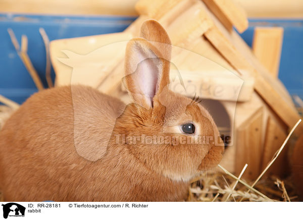 rabbit / RR-28181