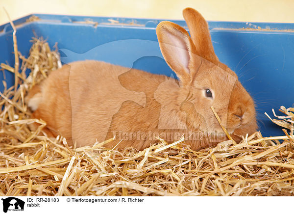 rabbit / RR-28183