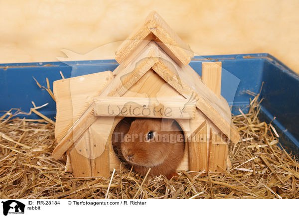 rabbit / RR-28184