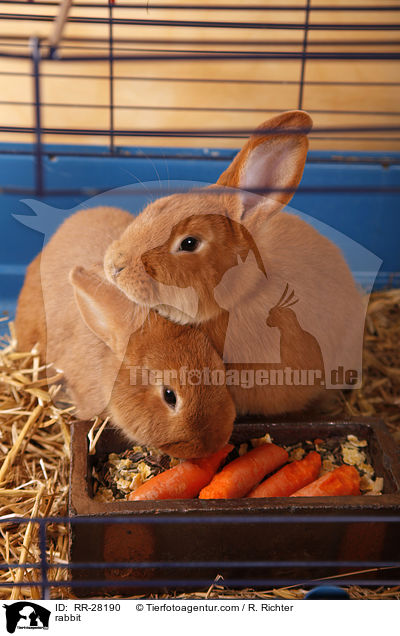 Neuseelnder / rabbit / RR-28190