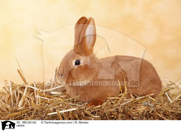 rabbit / RR-28192