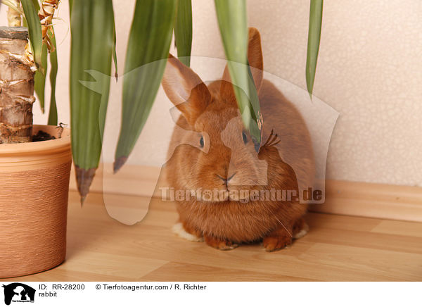 rabbit / RR-28200
