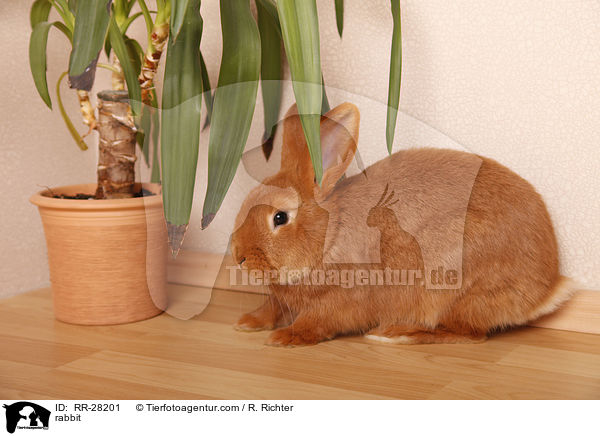 Neuseelnder / rabbit / RR-28201