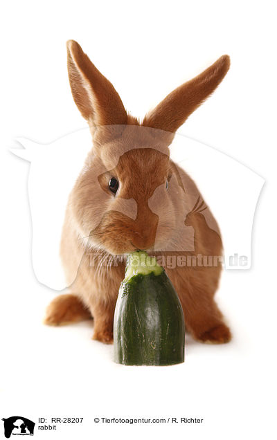 rabbit / RR-28207