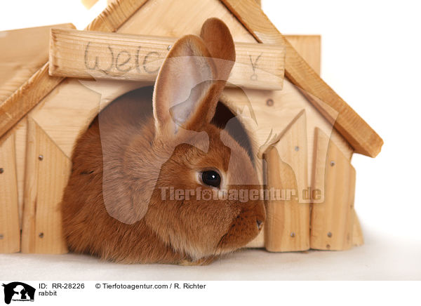 rabbit / RR-28226